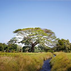 Waipio Valley Shuttle