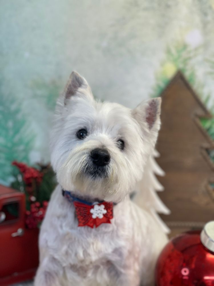 PAW SPA Updated May 2024 10 Photos 12080 Springville Boston Rd