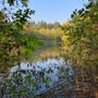 Photo of West Hylebos Wetlands Park
