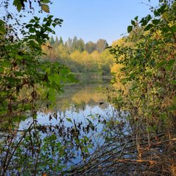 West Hylebos Wetlands Park - The lake on the south side of the park.