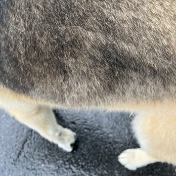 PetSmart - The undercoat that is coming off - Pet Training Near Me - Monroe, New York