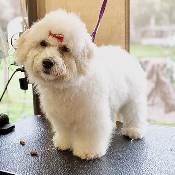 Tiffs Paw Spa - Pet Groomers Near Me Tiffs Paw Spa - Pet Groomers Near Me