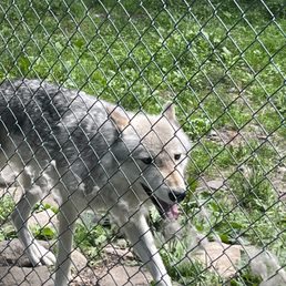 Wolf Wolf