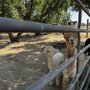 Photo of Menagerie Hill Ranch