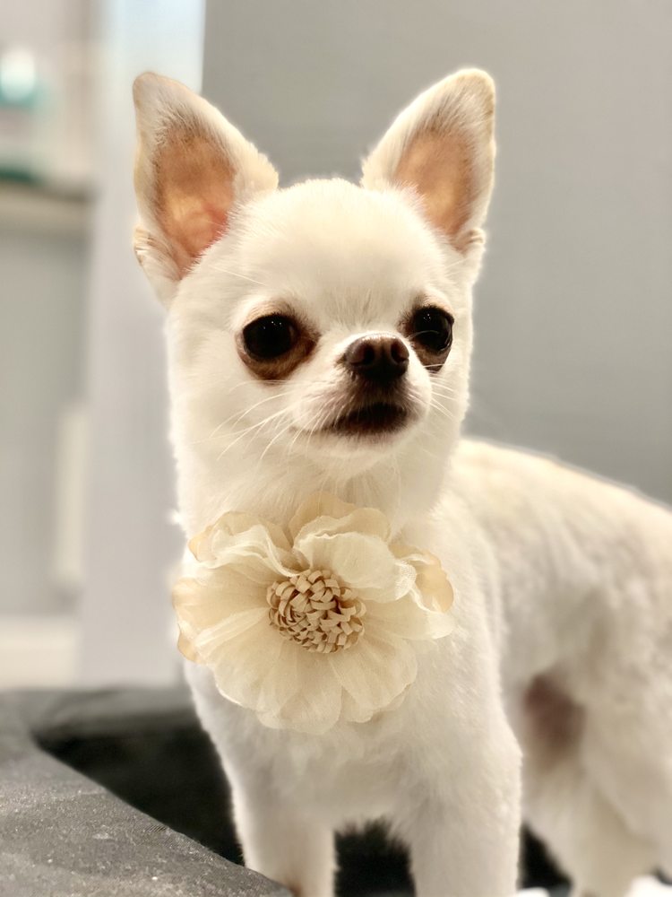 INSTYLE PET GROOMING Updated April 2024 21 Photos & 18 Reviews