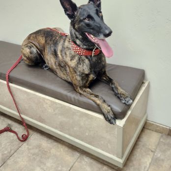 Modified K9 - Pet Training Near Me