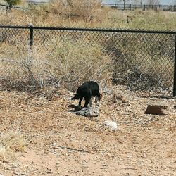 Bud Warren and Lady Dog Park