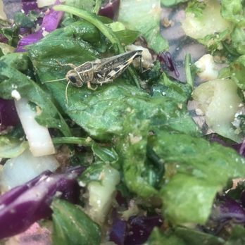sweetgreen - Healthy Salads, Wraps, and Bowls - Salad Near Me - Dedham, Massachusetts sweetgreen - Healthy Salads, Wraps, and Bowls - Salad Near Me - Dedham, Massachusetts
