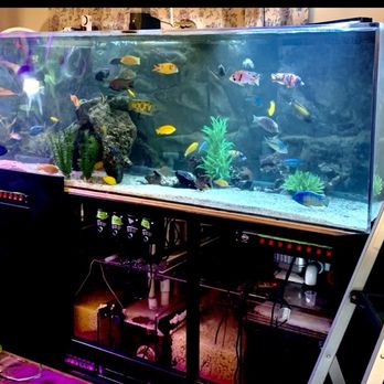 BlackFish Aquariums - 500 gallon custom acrylic African Cichlid aquarium built by Matt the owner of blackfish aquariums in 2019. He does all the maintenance - Local Fish Stores Near Me BlackFish Aquariums - 500 gallon custom acrylic African Cichlid aquarium built by Matt the owner of blackfish aquariums in 2019. He does all the maintenance - Local Fish Stores Near Me