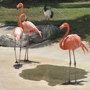 Honolulu Zoo - Flamingos at the Honolulu Zoo. - Zoos Near Me - Honolulu, Hawaii Honolulu Zoo - Flamingos at the Honolulu Zoo. - Zoos Near Me - Honolulu, Hawaii