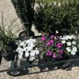Photo of Frasier's Nursery & Florist