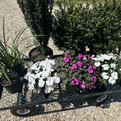 Frasier's Nursery & Florist