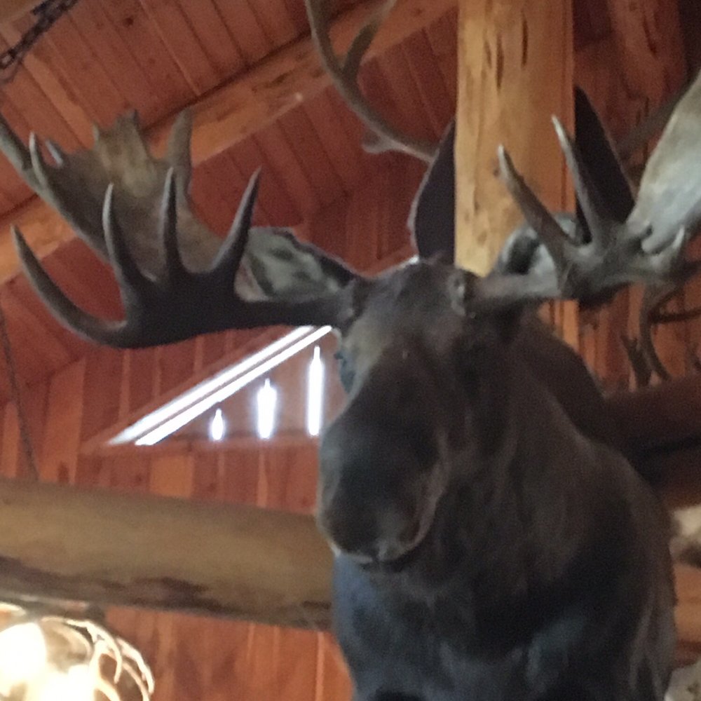Lolo Creek Steakhouse - Moose - Steakhouses Near Me - Lolo, Montana Lolo Creek Steakhouse - Moose - Steakhouses Near Me - Lolo, Montana