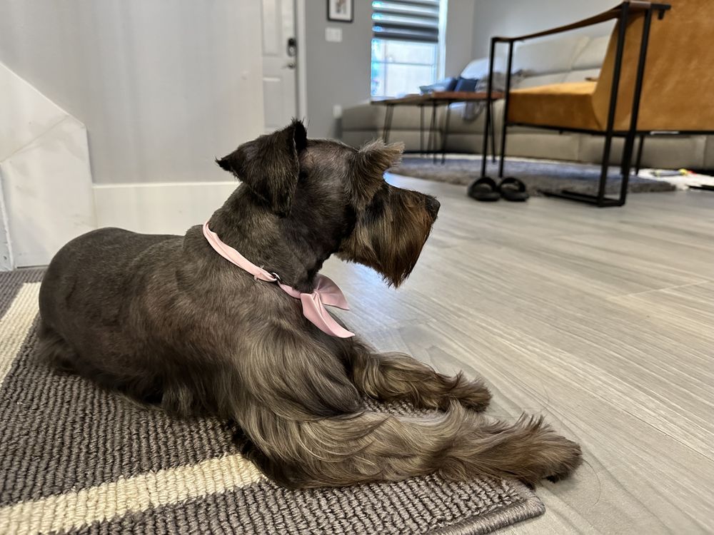 MaryEli's Lovely Pets Inc. Image