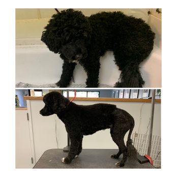 Beau Chien - Dory the Portuguese Water Dog - Pet Groomers Near Me - Danbury, Connecticut