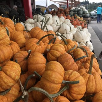 Sterino Farms - Pumpkins - Farmers Market Near Me - Puyallup, Washington Sterino Farms - Pumpkins - Farmers Market Near Me - Puyallup, Washington