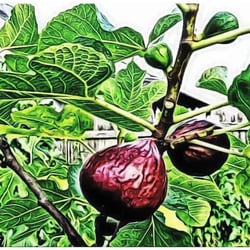 Laurel Lyons - The Origin Medicines - A VIOLET FIG Alchemy -  Custom aromatic, oil blend sessions are available too.