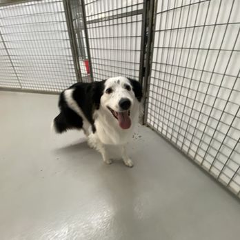 Urban Dog House - Pet Training Near Me - Milpitas, California Urban Dog House - Pet Training Near Me - Milpitas, California
