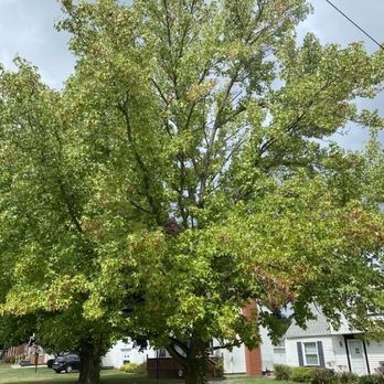 Top Notch Trees - the top of a large tree - Tree Services Near Me