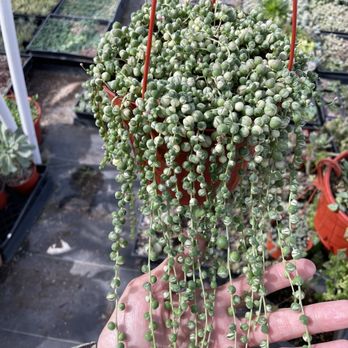 Aeonian Verde Nursery - Variegated string of pearls, $40 - Nurseries & Gardening Near Me - Bell Gardens, California