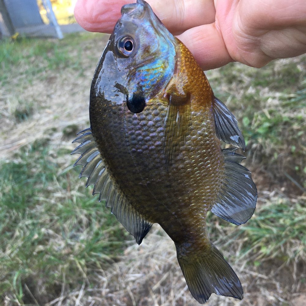Lacamas Lake - A nice big bluegill. - Lakes Near Me - Camas, Washington Lacamas Lake - A nice big bluegill. - Lakes Near Me - Camas, Washington