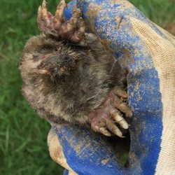 Trap Your Moles - Trapper Kyle holding a mole he just caught