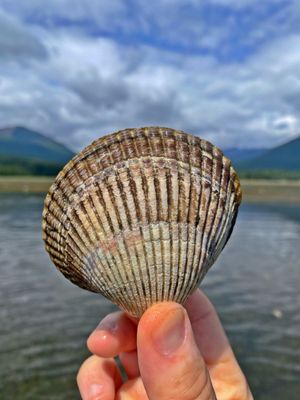 Dosewallips State Park by null