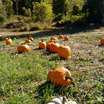 Tranquillity Farms - Pumpkin field - Farmers Market Near Me - Andover, New Jersey Tranquillity Farms - Pumpkin field - Farmers Market Near Me - Andover, New Jersey