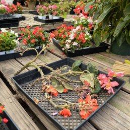 Broken stems and plants randomly scattered throughout the nursery. Broken stems and plants randomly scattered throughout the nursery.