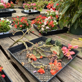 Valley Hills Nursery - Broken stems and plants randomly scattered throughout the nursery. - Nurseries & Gardening Near Me - Carmel, California Valley Hills Nursery - Broken stems and plants randomly scattered throughout the nursery. - Nurseries & Gardening Near Me - Carmel, California
