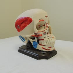 Orthopedic & Sport Therapy Services - Model of Skull and Jaw we use to educate patients
