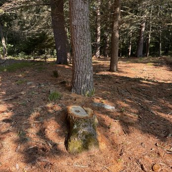 Crum Tree Service - Tree In the woods and leaning over a neighbors house - Tree Services Near Me - Honesdale, Pennsylvania Crum Tree Service - Tree In the woods and leaning over a neighbors house - Tree Services Near Me - Honesdale, Pennsylvania