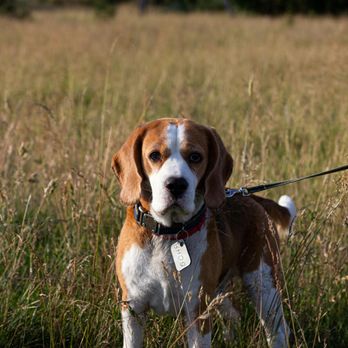 Bark Busters Santa Clara County West - Beagle - Pet Training Near Me Bark Busters Santa Clara County West - Beagle - Pet Training Near Me