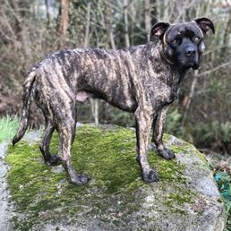 Roscoe (when he's not covered in manure)