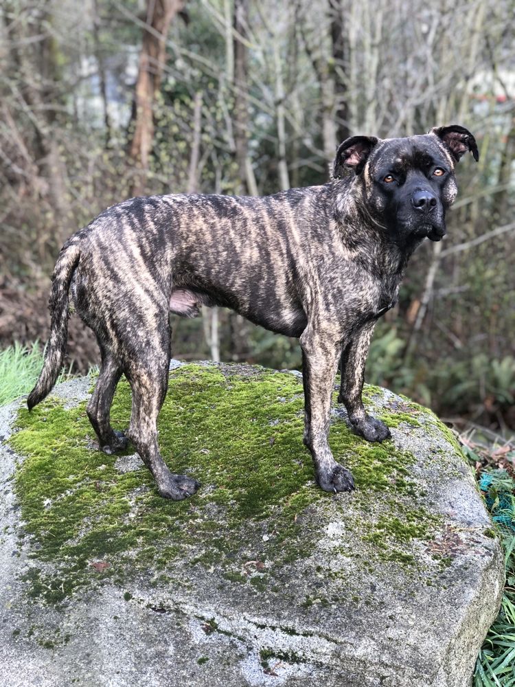 Mutt Puddles Dog Wash 12 Photos & 15 Reviews Pet Groomers 605