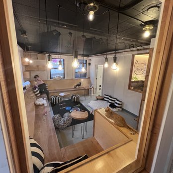 NEKO: A Cat Cafe - Themed Cafes Near Me - Seattle, Washington