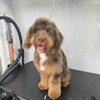 Boujee Mobile Pet Grooming - Pet Transportation Near Me - Hialeah, Florida