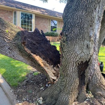 Master Tree Service - Tree Services Near Me