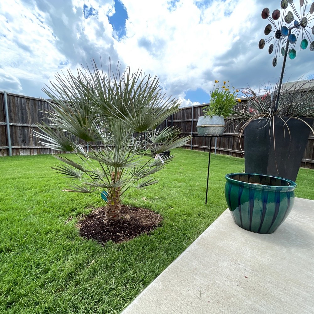 Calloway's Nursery - Fan Palm - Nurseries & Gardening Near Me - Plano, Texas Calloway's Nursery - Fan Palm - Nurseries & Gardening Near Me - Plano, Texas