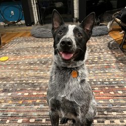 Spirit Ranch Professional Dog Training - Flip