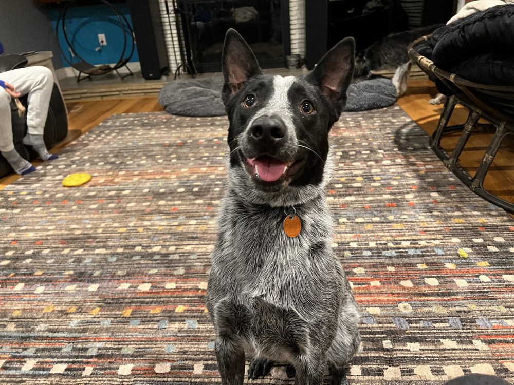 Spirit Ranch Professional Dog Training - pet boarding facility in Tulsa, OK