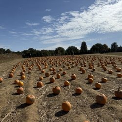 Cedarwood Pumpkin Patch