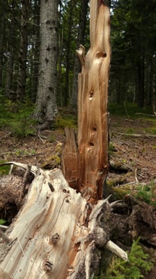 Fundy National Park Of Canada by null