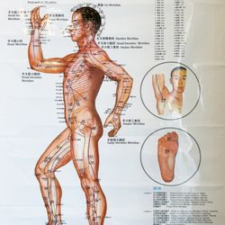 Touching Acupuncture Clinic - Acu-points Chart side