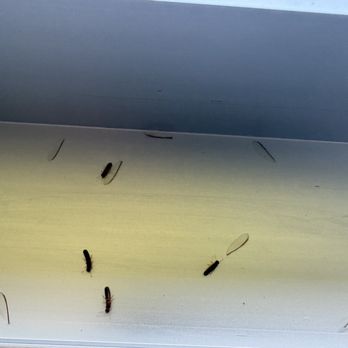 Ali'i Kai Resort - Termites in window sill. - Resorts Near Me - Princeville, Hawaii