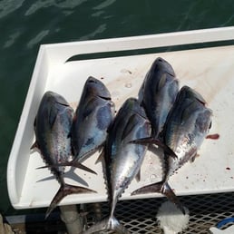 Tuna!!!! Tuna!!!!