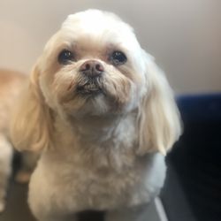 Pawlor Fur Dogs Mobile Pet Grooming - Shihpoo (Bella)