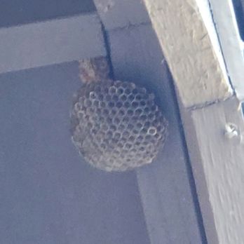 Padilla Pest Control - Wasp nest - Pest Control Near Me Padilla Pest Control - Wasp nest - Pest Control Near Me
