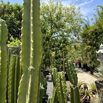 Yamaguchi Bonsai Nursery - Nurseries & Gardening Near Me - Los Angeles, California Yamaguchi Bonsai Nursery - Nurseries & Gardening Near Me - Los Angeles, California