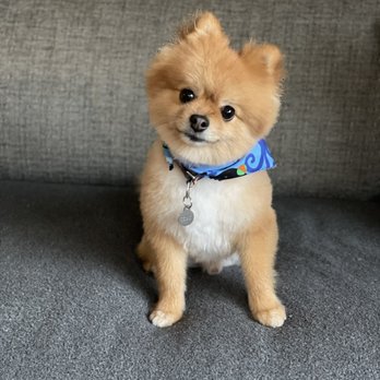 My Pet Naturally - Archie the Pom - Pet Stores Near Me - Santa Monica, California My Pet Naturally - Archie the Pom - Pet Stores Near Me - Santa Monica, California